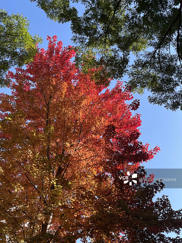 北京北京外国语大学秋季枫叶图片素材