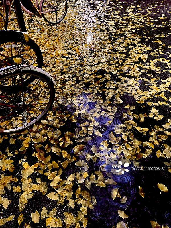 北京外国语大学秋季雨中水坑图片素材