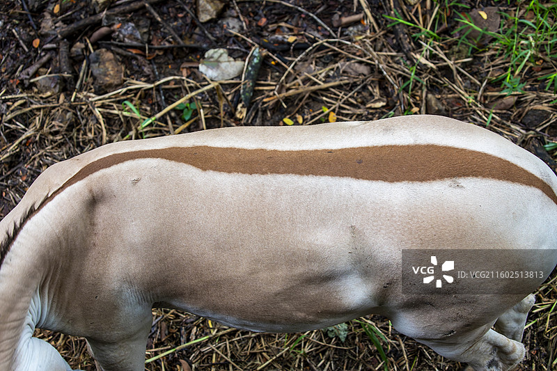 印度野驴（Equus hemionus khur）是栖息在南亚的亚洲野驴亚种图片素材