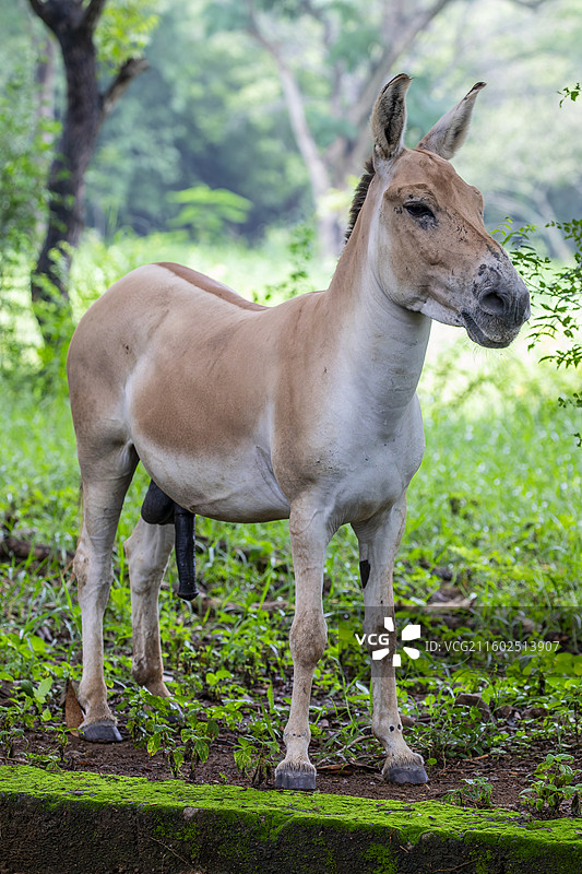 印度野驴（Equus hemionus khur）是栖息在南亚的亚洲野驴亚种图片素材