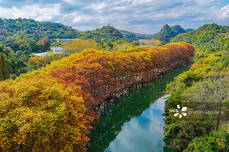 贵阳立冬之日气候暖和，花溪黄金大道游客如织图片素材