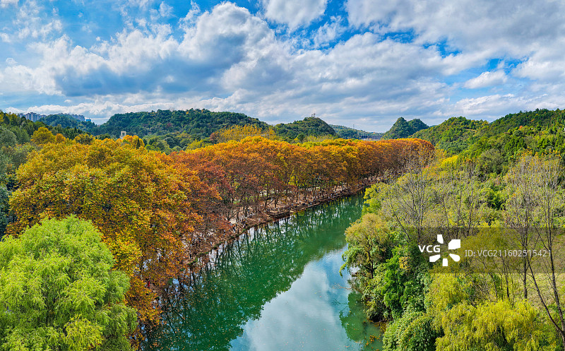 贵阳立冬之日气候暖和，花溪黄金大道游客如织图片素材