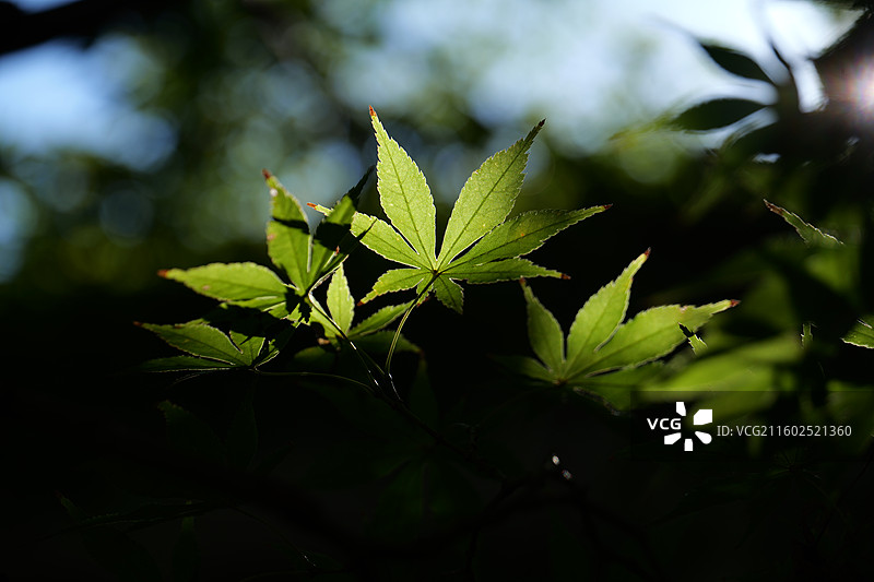 江西九江南山公园初秋枫叶特写图片素材