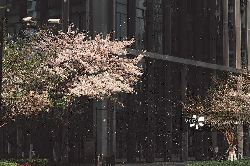 樱花，樱花花瓣随风飘舞图片素材