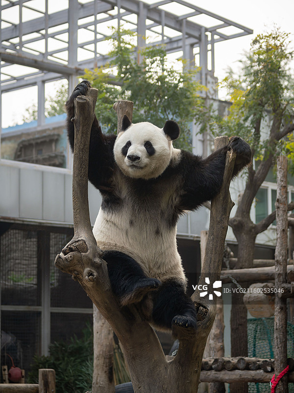 北京动物园大熊猫萌兰20251029图片素材