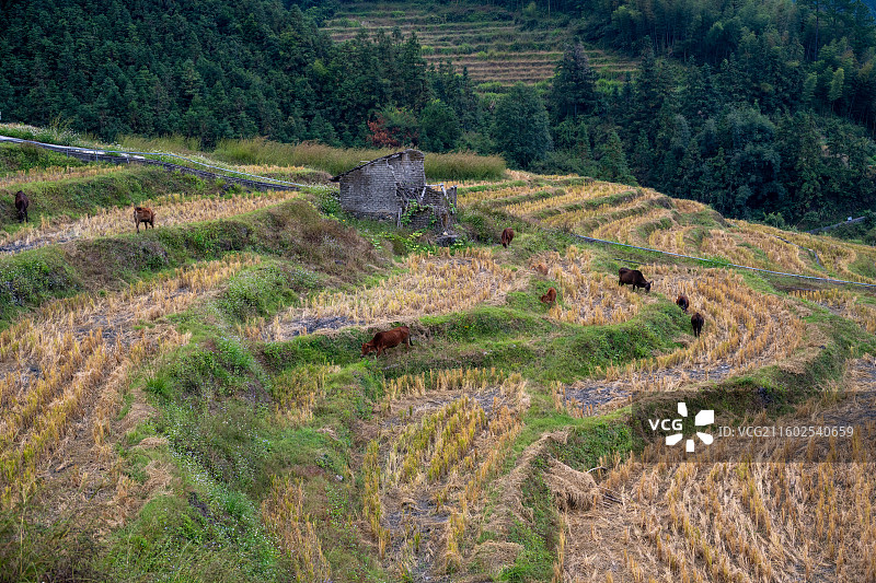 清远欧家梯田图片素材
