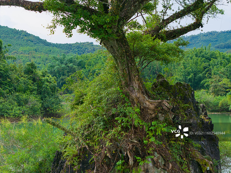 广东省惠州市龙门县，下底围，天堂山水库，生命之树，航拍自然风光！图片素材