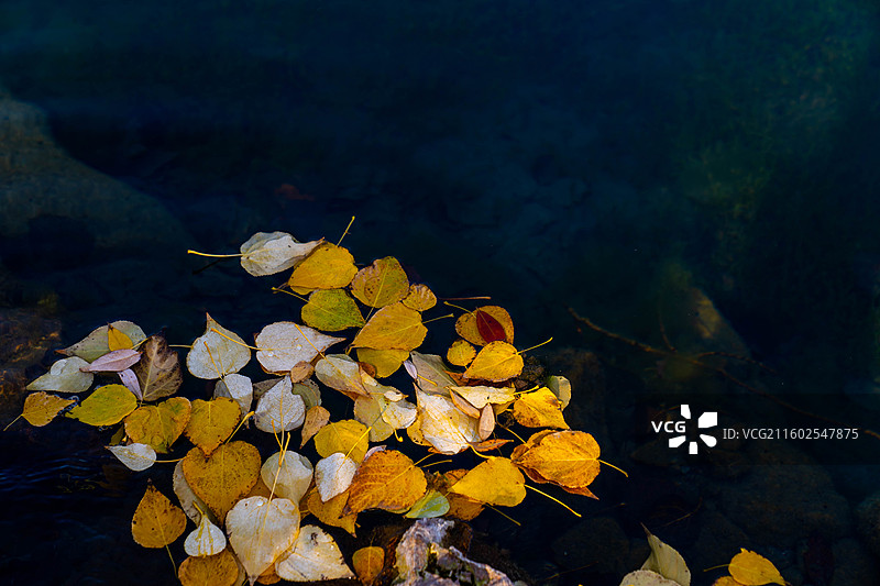 水中叶图片素材