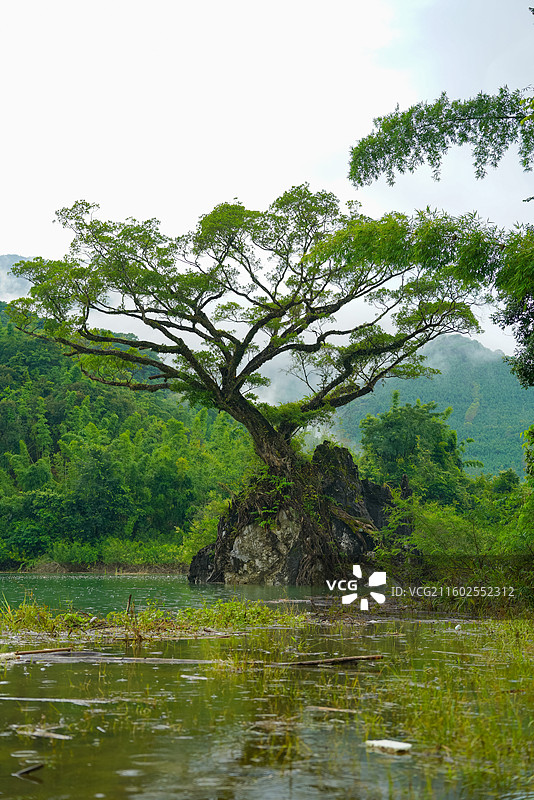 广东省惠州市龙门县，下底围，天堂山水库，生命之树图片素材