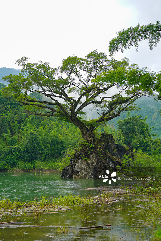 广东省惠州市龙门县，下底围，天堂山水库，生命之树图片素材