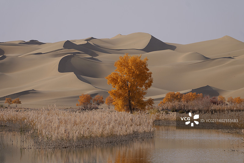 沙漠中的胡杨图片素材
