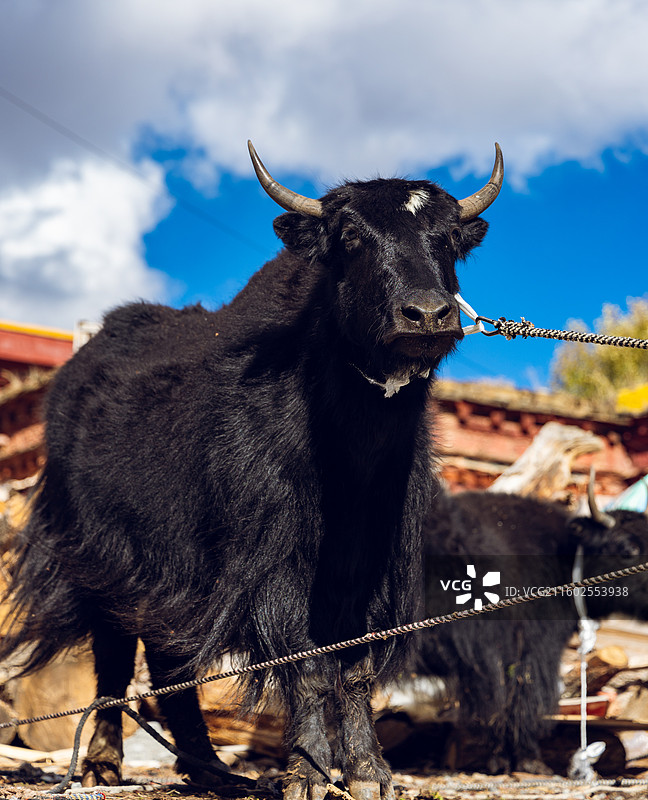 四川牦牛图片素材