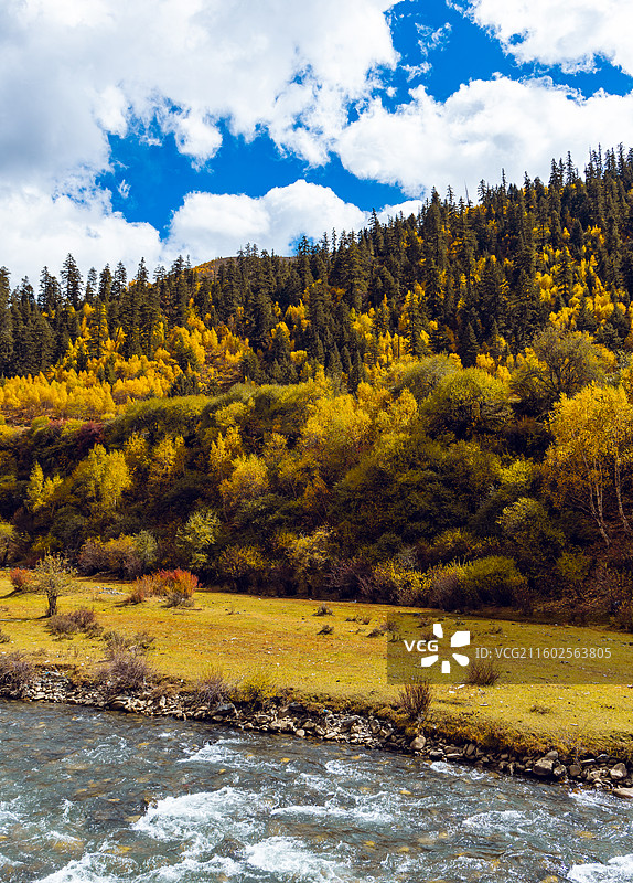 川西彩林秋景图片素材