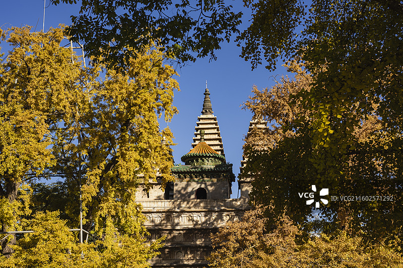 2025年11月1日，晴朗多云的天气，北京真觉寺五塔寺，树丛银杏黄叶掩映下的金刚宝座塔和佛像浮雕。图片素材
