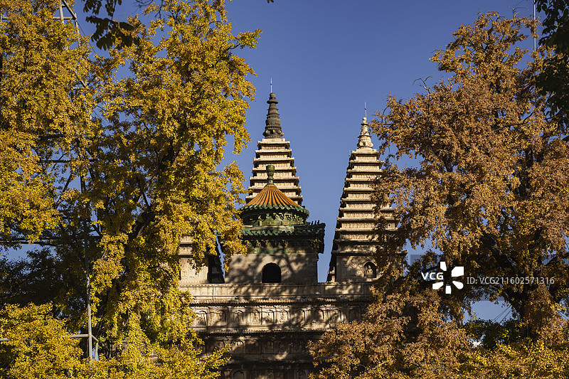 2025年11月1日，晴朗多云的天气，北京真觉寺五塔寺，树丛银杏黄叶掩映下的金刚宝座塔和佛像浮雕。图片素材