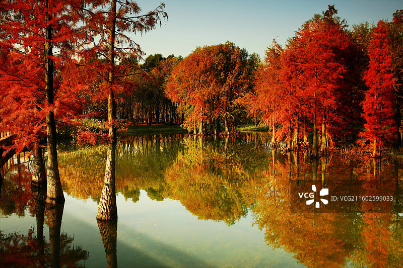 页湖湾冬 . 杉影栖镜图片素材
