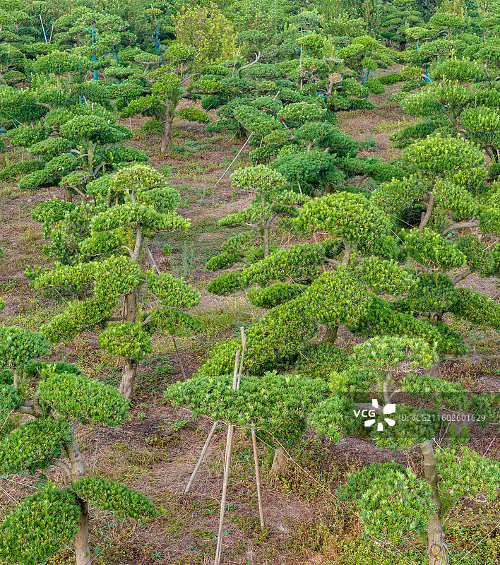 无人机航拍江西省抚州市金溪县罗汉松苗圃盆景苗木基地，苗木产业，罗汉松盆景，罗汉松苗木，生态风光。图片素材