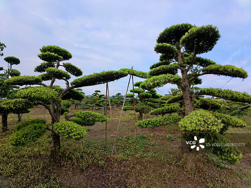江西省抚州市金溪县罗汉松苗圃盆景苗木基地，苗木产业，罗汉松盆景，罗汉松苗木，生态风光。图片素材