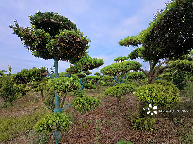 江西省抚州市金溪县罗汉松苗圃盆景苗木基地，苗木产业，罗汉松盆景，罗汉松苗木，生态风光。图片素材