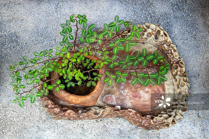 含羞草盆栽 顶视角图片素材