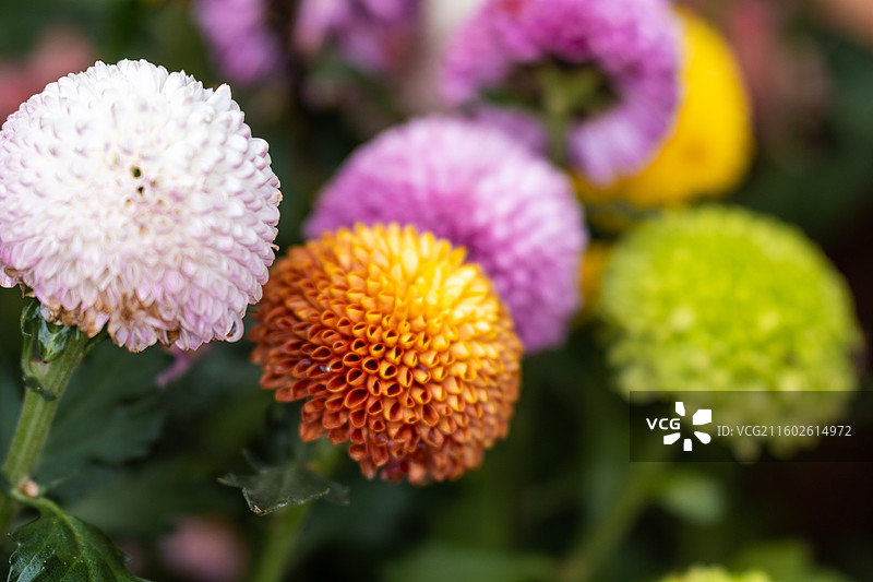 武汉菊花展图片素材