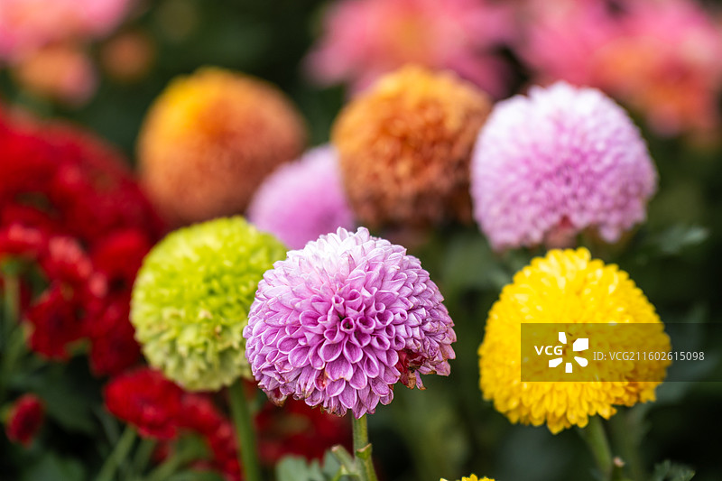 武汉菊花展图片素材