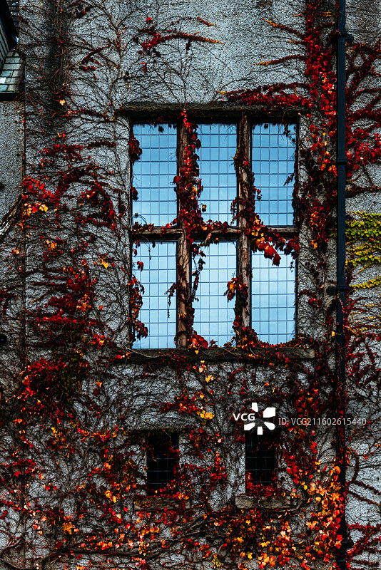 旧建筑窗户与藤蔓的自然结合图片素材