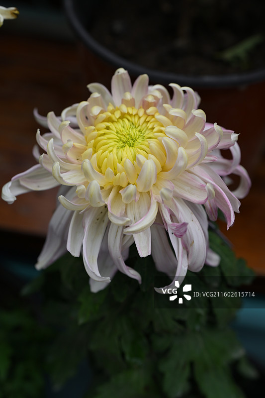 温江鲁家滩大型菊花展，精品菊花图片素材