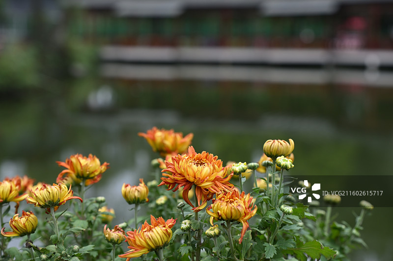 温江鲁家滩大型菊花展，精品菊花图片素材