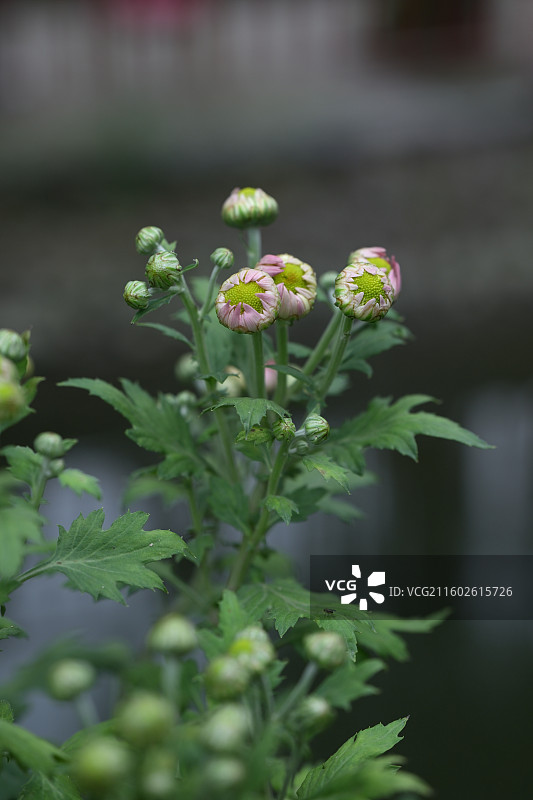 温江鲁家滩大型菊花展，精品菊花图片素材