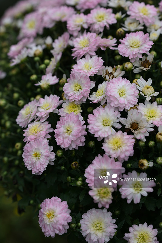 温江鲁家滩大型菊花展，精品菊花图片素材