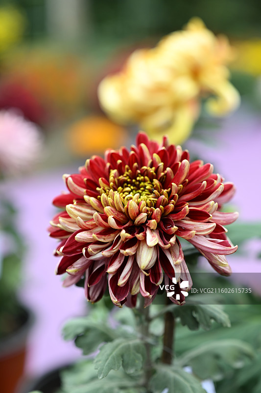 温江鲁家滩大型菊花展，精品菊花图片素材