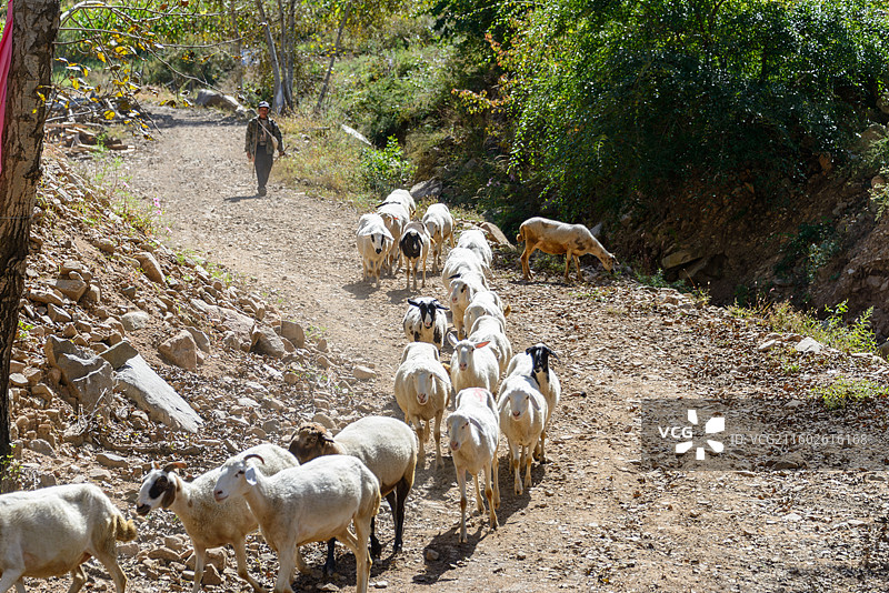 内蒙古赤峰喀喇沁旗王府镇陈砬线牧民放羊景观图片素材