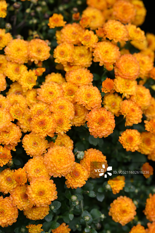 温江鲁家滩大型菊花展，精品菊花图片素材