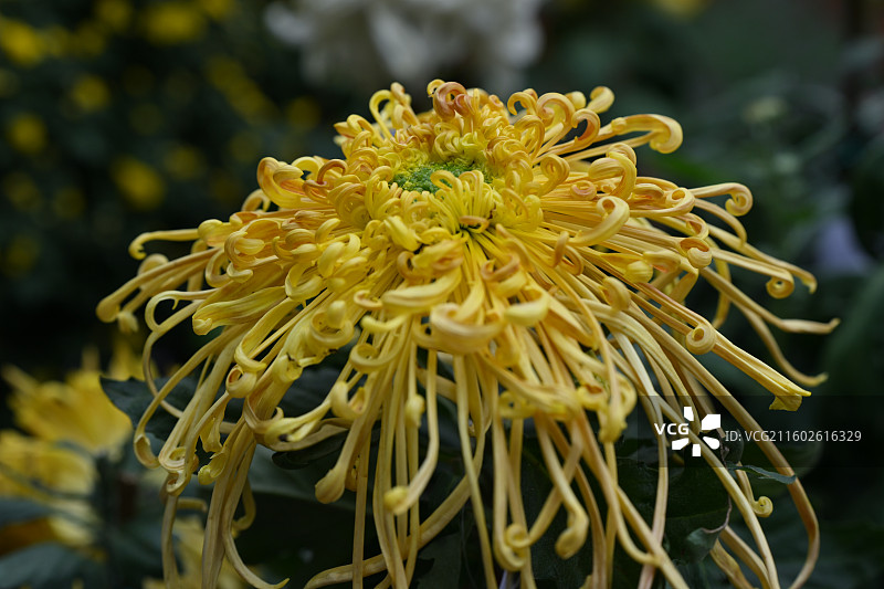 温江鲁家滩大型菊花展，精品菊花图片素材