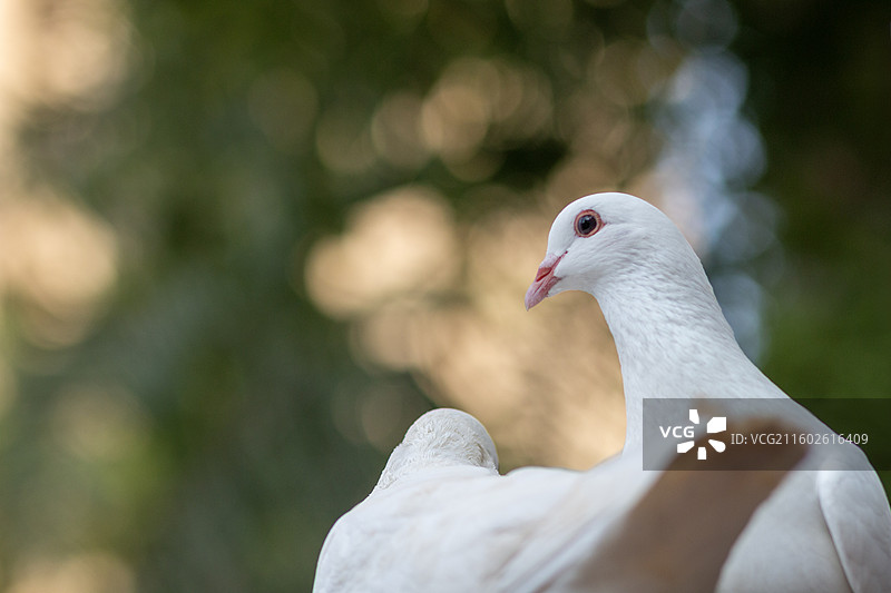 夏天阳光下栖息在屋顶上的一群可爱鸽子特写镜头图片素材