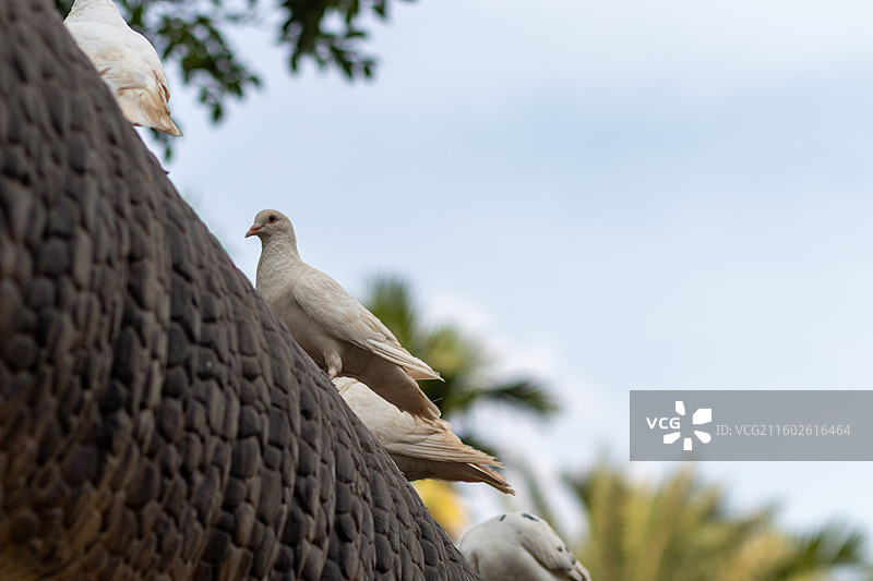夏天阳光下栖息在屋顶上的一群可爱鸽子特写镜头图片素材