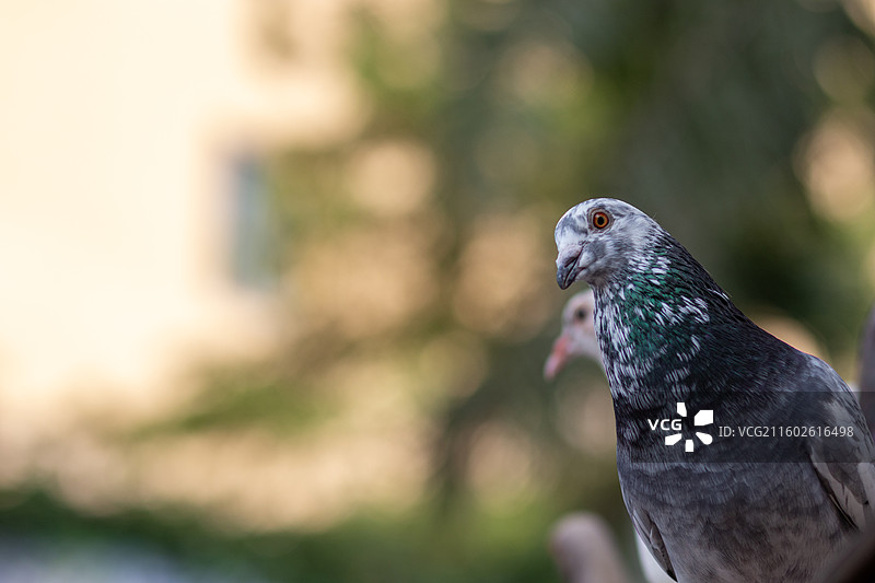 夏天阳光下栖息在屋顶上的一群可爱鸽子特写镜头图片素材