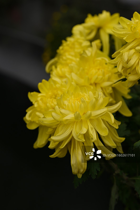 温江鲁家滩大型菊花展，精品菊花图片素材