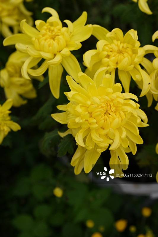 温江鲁家滩大型菊花展，精品菊花图片素材