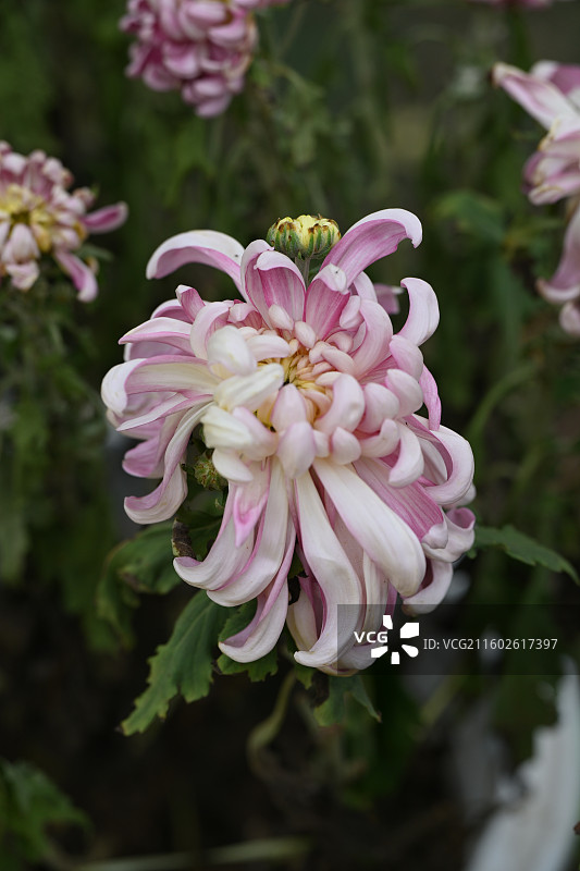 温江鲁家滩大型菊花展，精品菊花图片素材