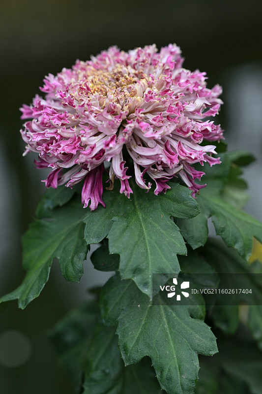 温江鲁家滩大型菊花展，精品菊花图片素材