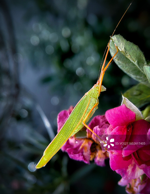 花上螽斯图片素材