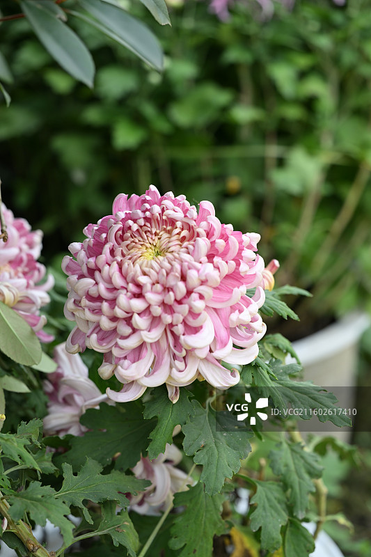温江鲁家滩大型菊花展，精品菊花图片素材