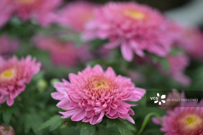 温江鲁家滩大型菊花展，精品菊花图片素材