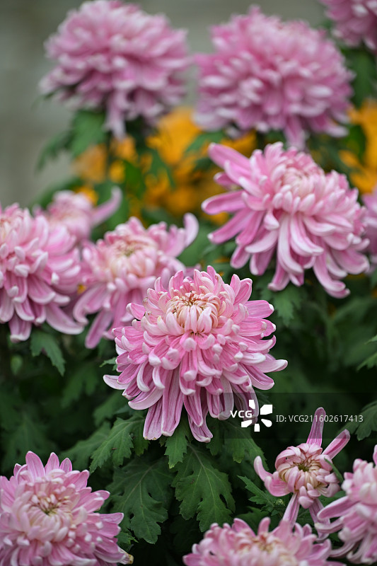 温江鲁家滩大型菊花展，精品菊花图片素材