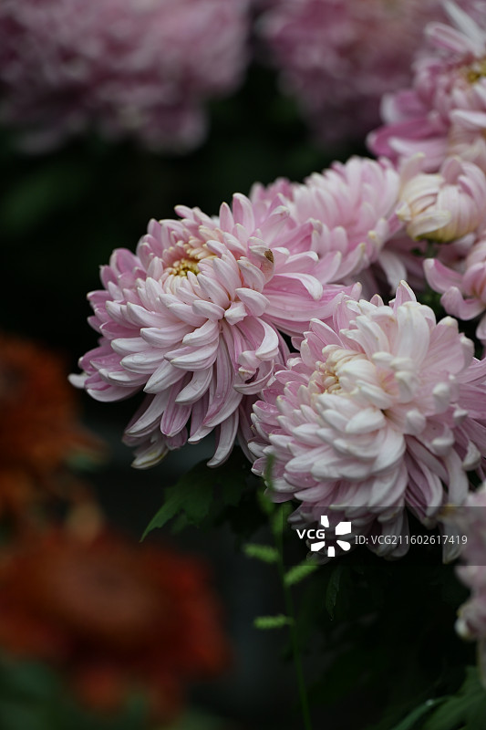 温江鲁家滩大型菊花展，精品菊花图片素材