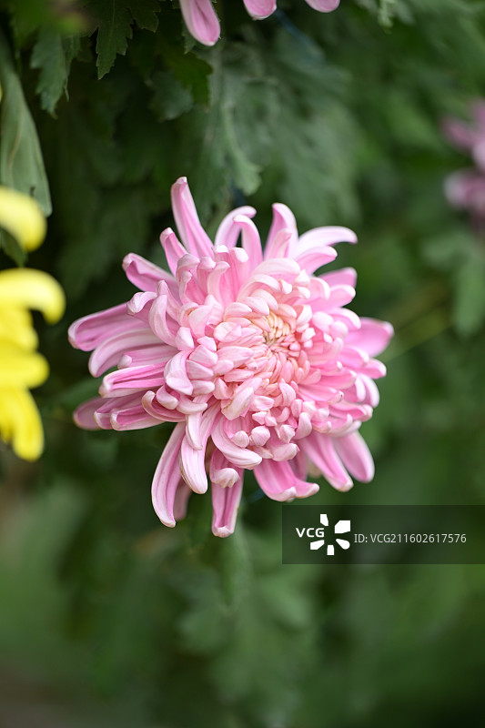 温江鲁家滩大型菊花展，精品菊花图片素材