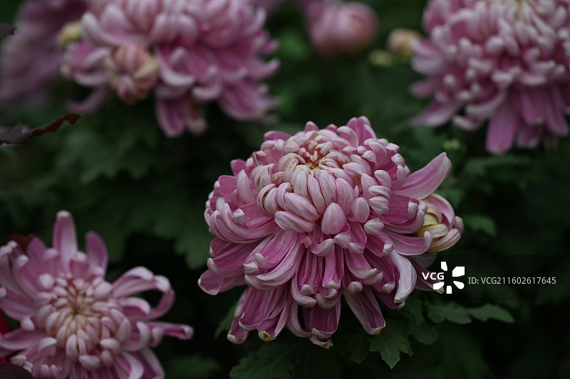 温江鲁家滩大型菊花展，精品菊花图片素材