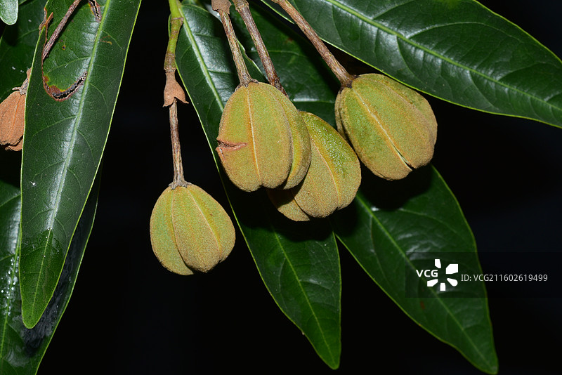 南方珍稀园林绿化树种-Reevesia thyrsoidea 两广梭罗树图片素材